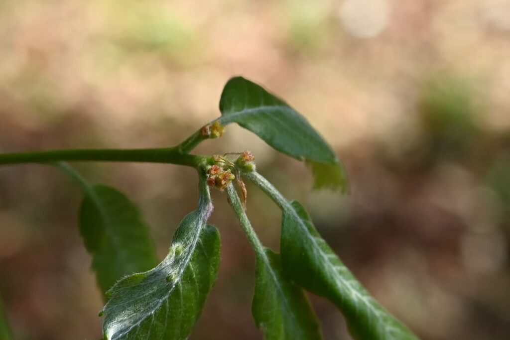 Konara Oak (Quercus serrata)