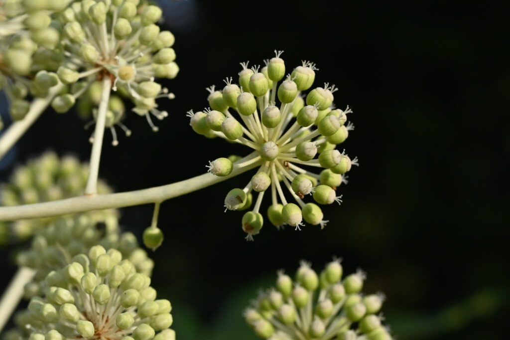 Japanese-Aralia-Fatsia-japonica