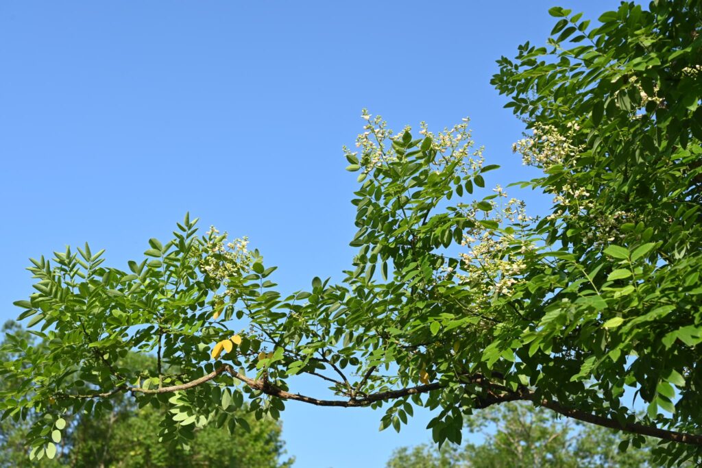 Japanese-Pagoda-Tree