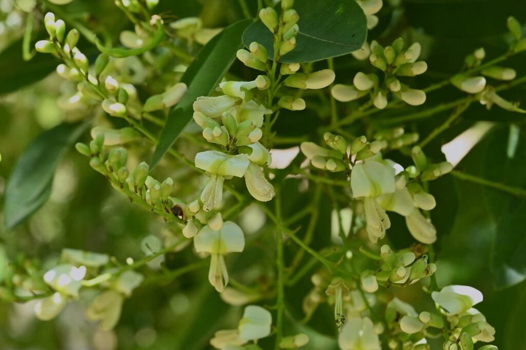Japanese-Pagoda-Tree