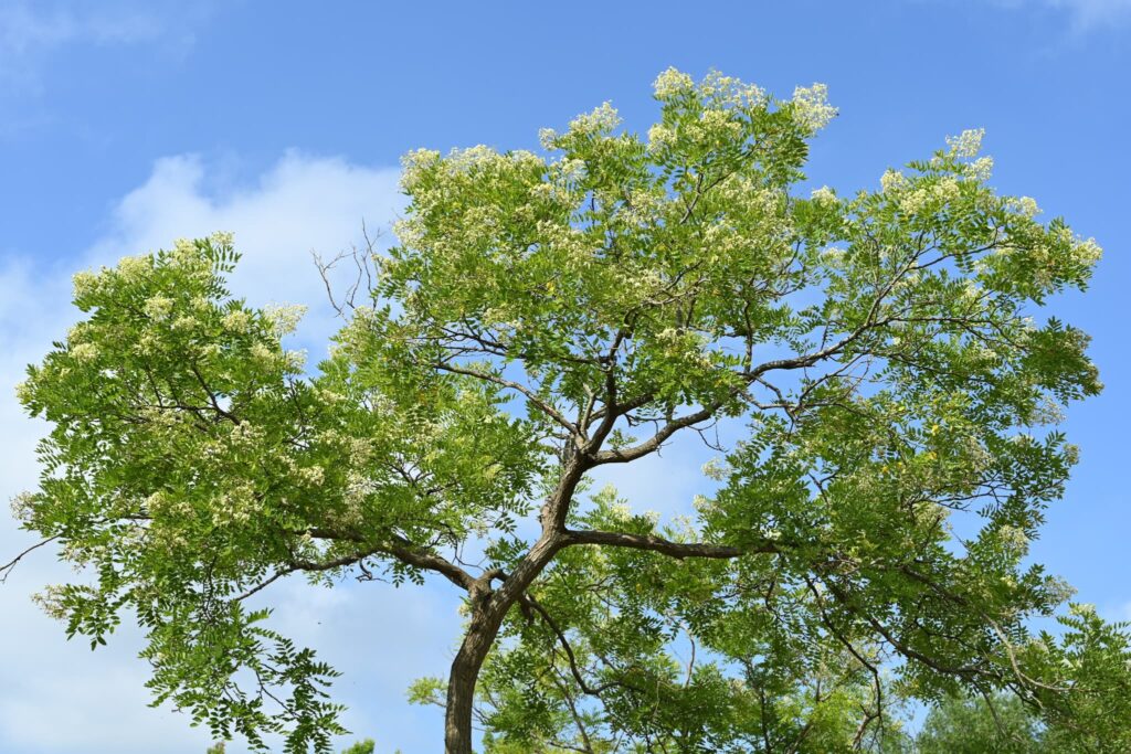 Japanese-Pagoda-Tree