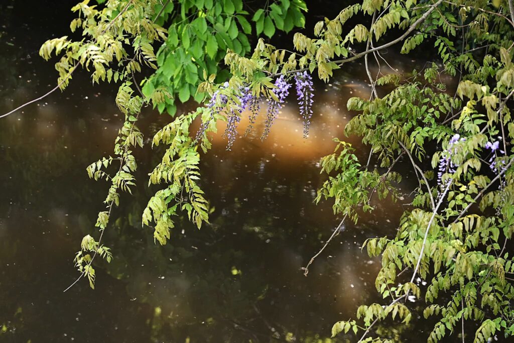 Japanese-Wisteria-Wisteria-floribunda