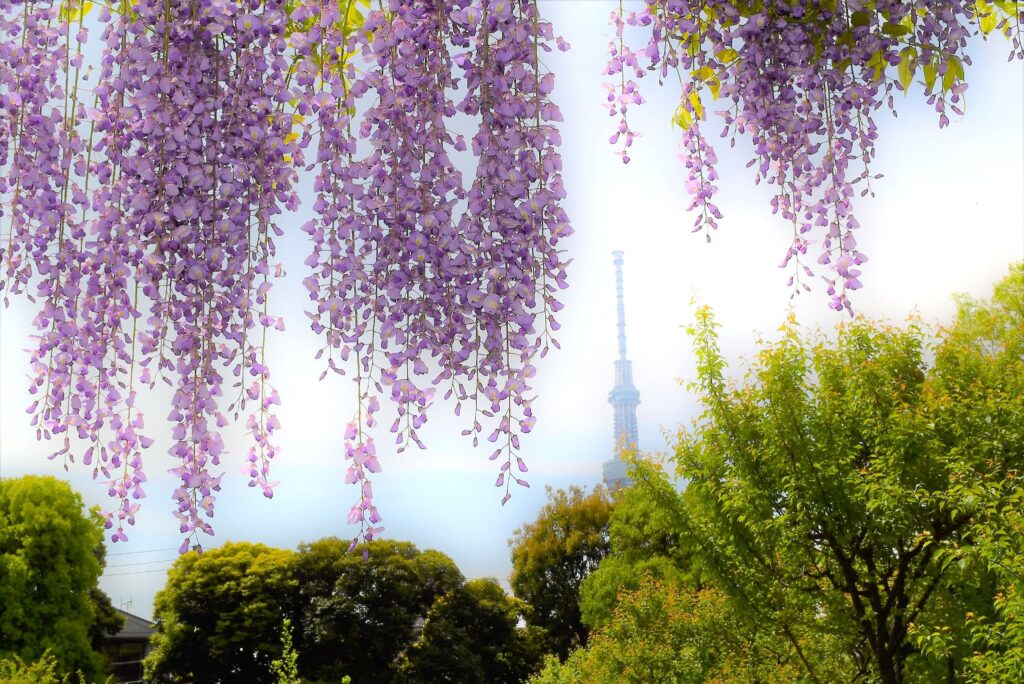 Japanese-Wisteria-Wisteria-floribunda