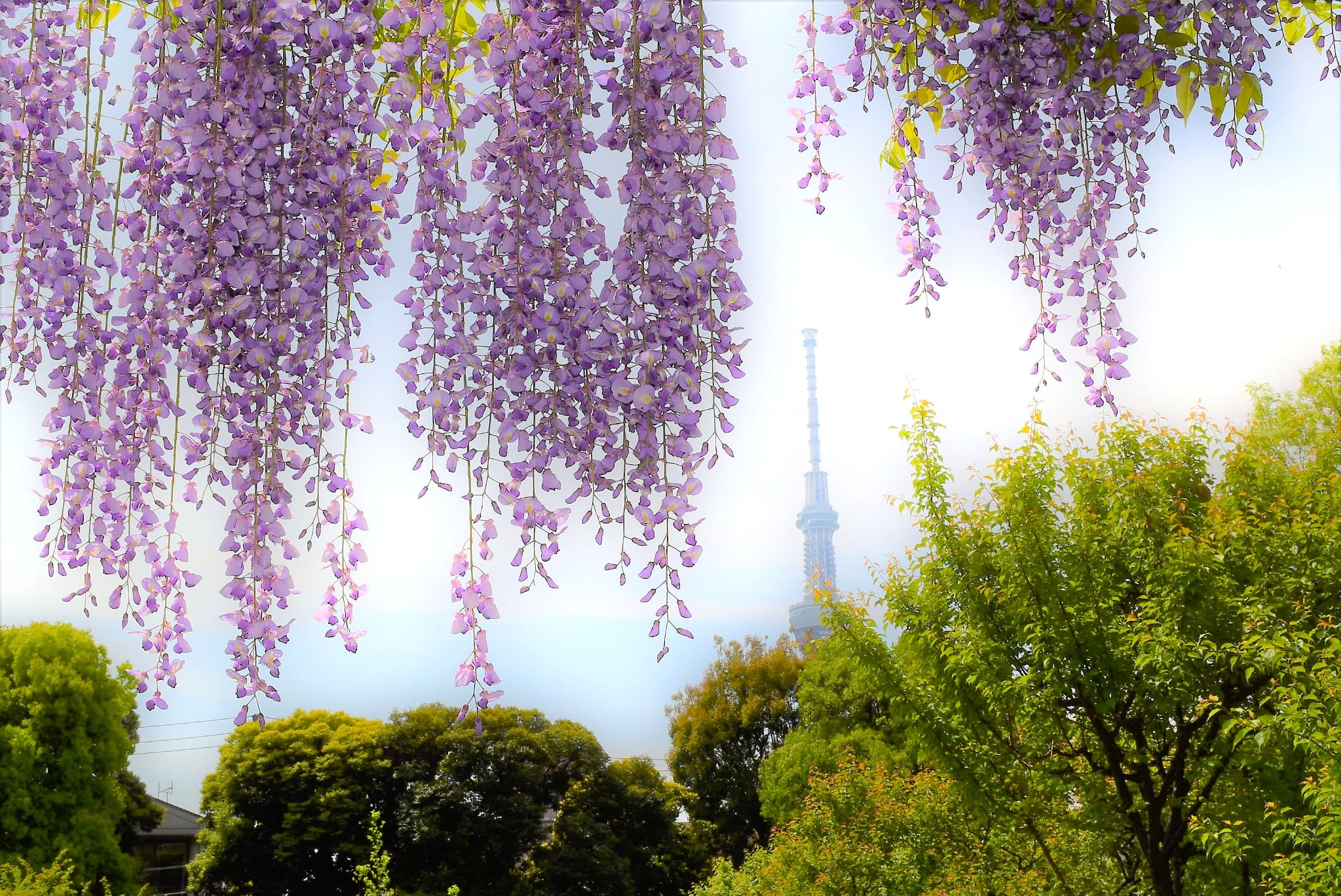 Japanese Wisteria
