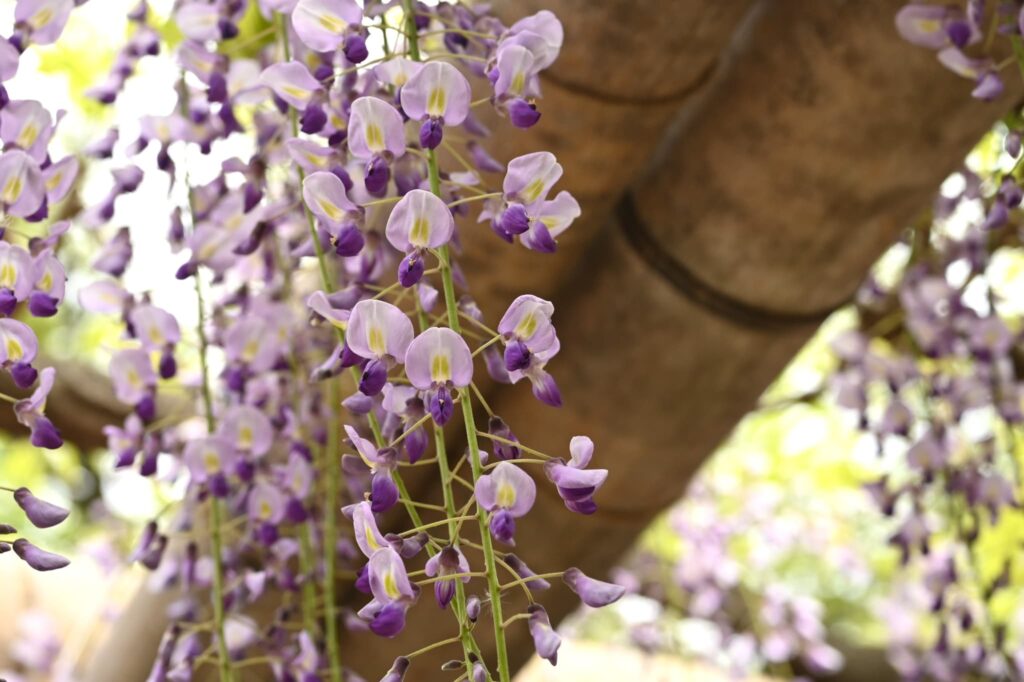 Japanese-Wisteria-Wisteria-floribunda
