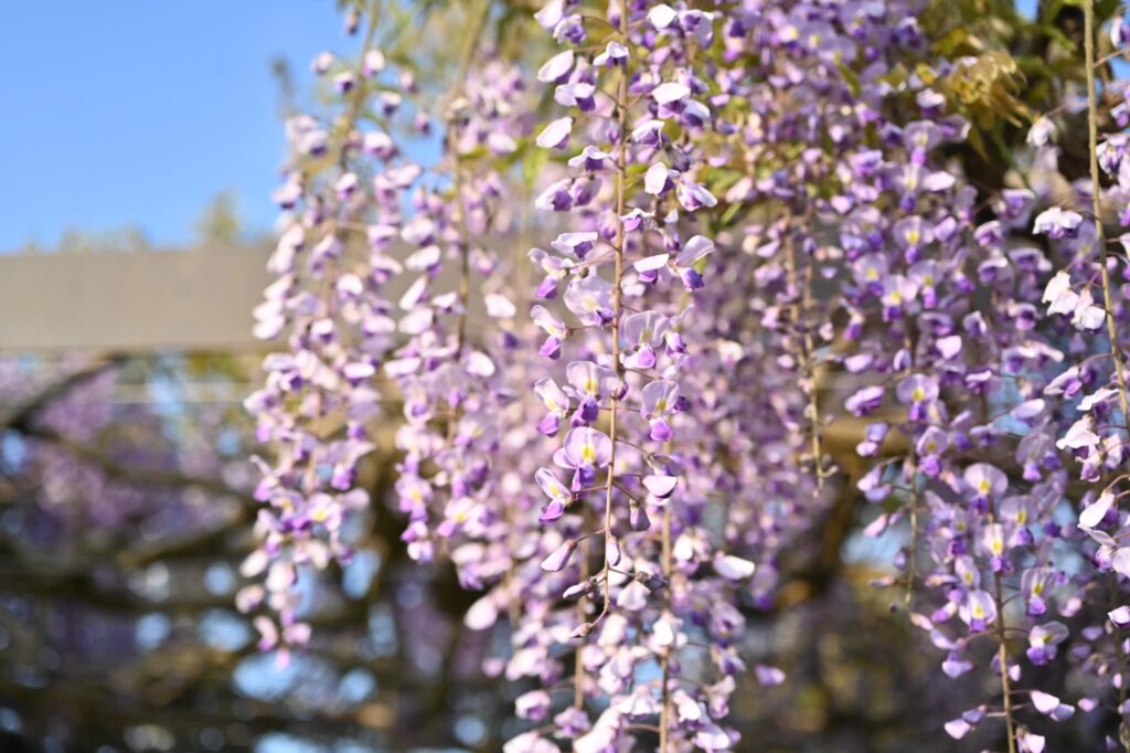 Japanese-Wisteria-Wisteria-floribunda