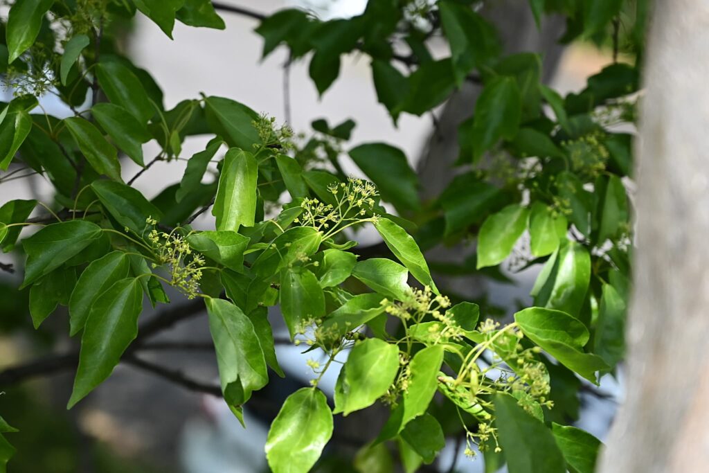 Trident-Maple-Acer-buergerianum