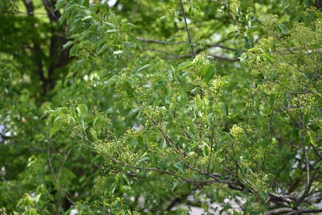 Trident-Maple-Acer-buergerianum