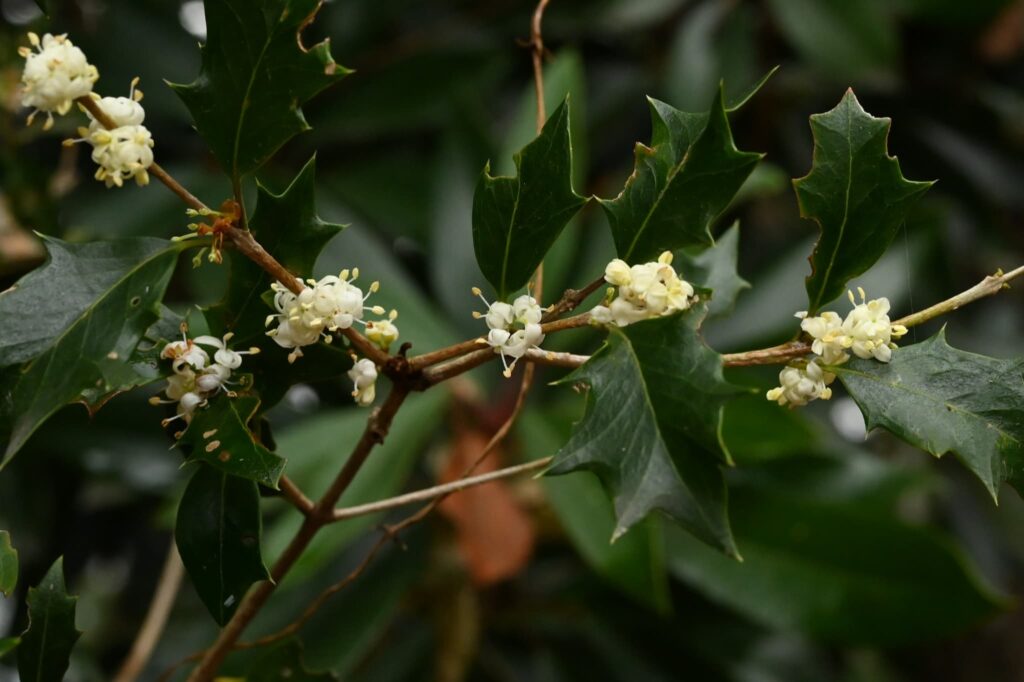 False-Holly-Osmanthus-heterophyllus