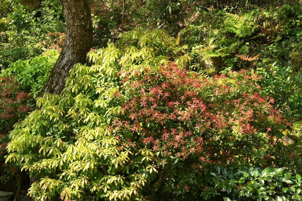 Japanese-Andromeda-Pieris-japonica