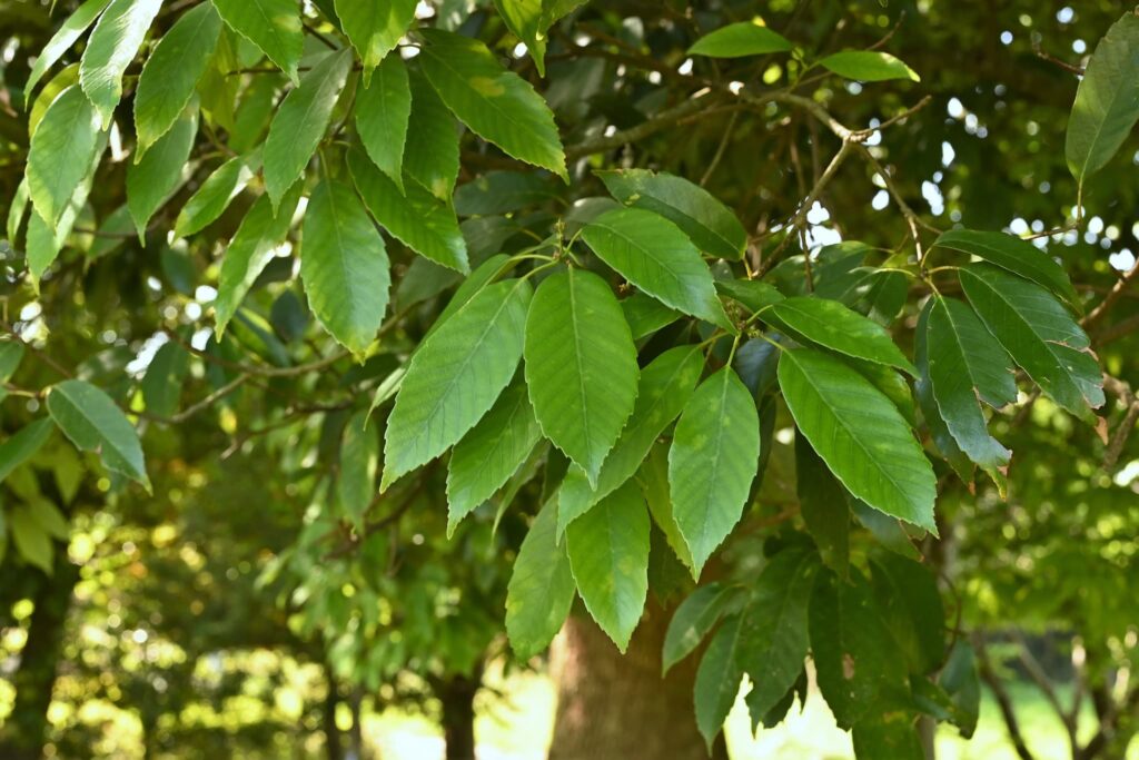 Japanese-Blue-Oak-Quercus-glauca
