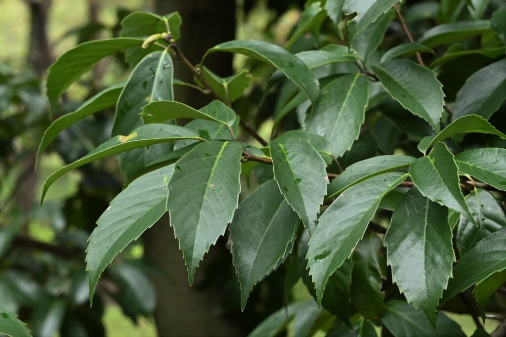 Japanese-Blue-Oak-Quercus-glauca