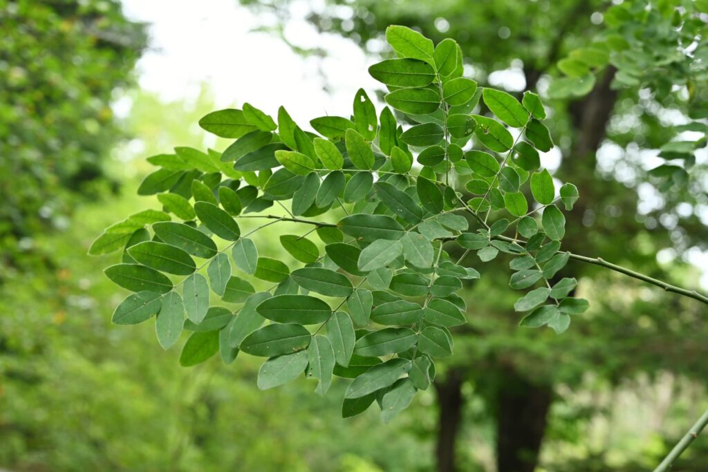 Japanese-Pagoda-Tree