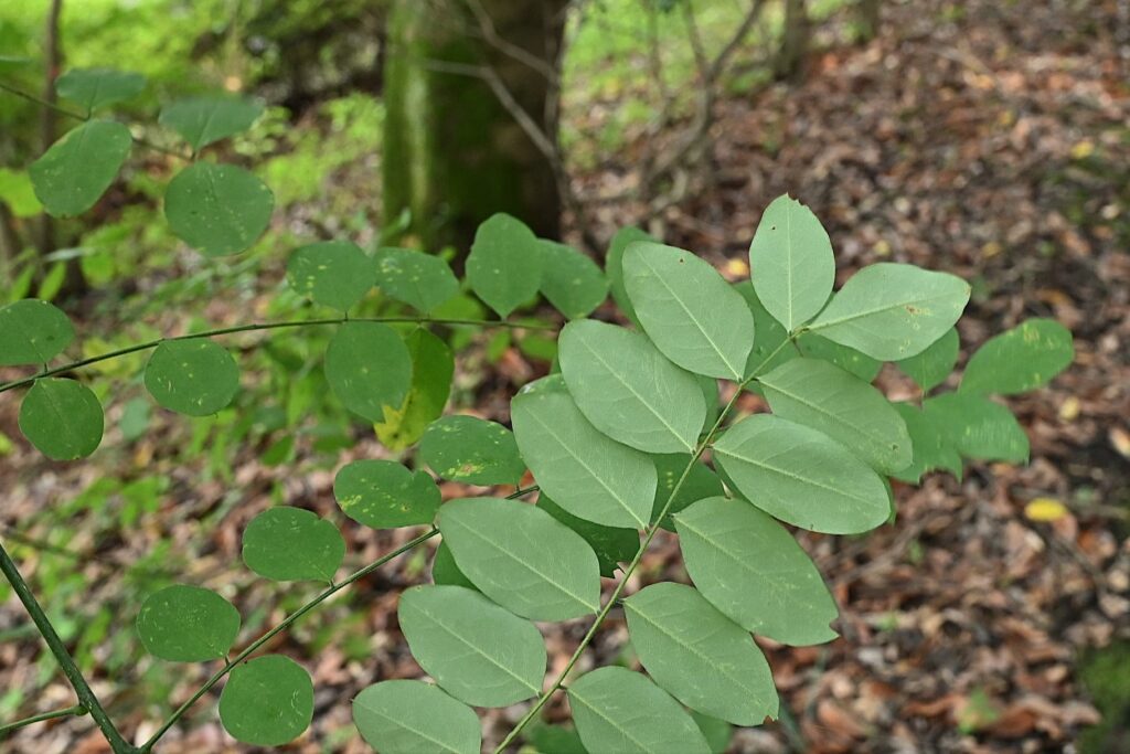 Japanese-Pagoda-Tree