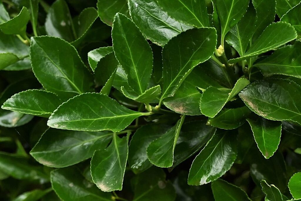 Japanese-Spindle-Euonymus-japonicus