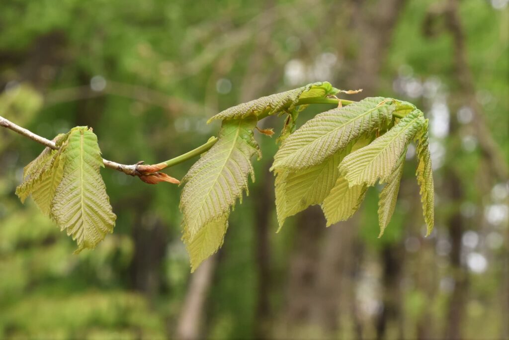 Mizunara Oak