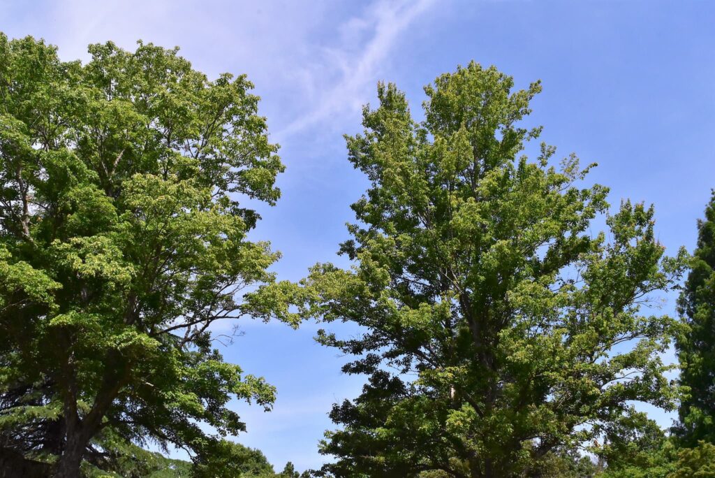 Trident-Maple-Acer-buergerianum