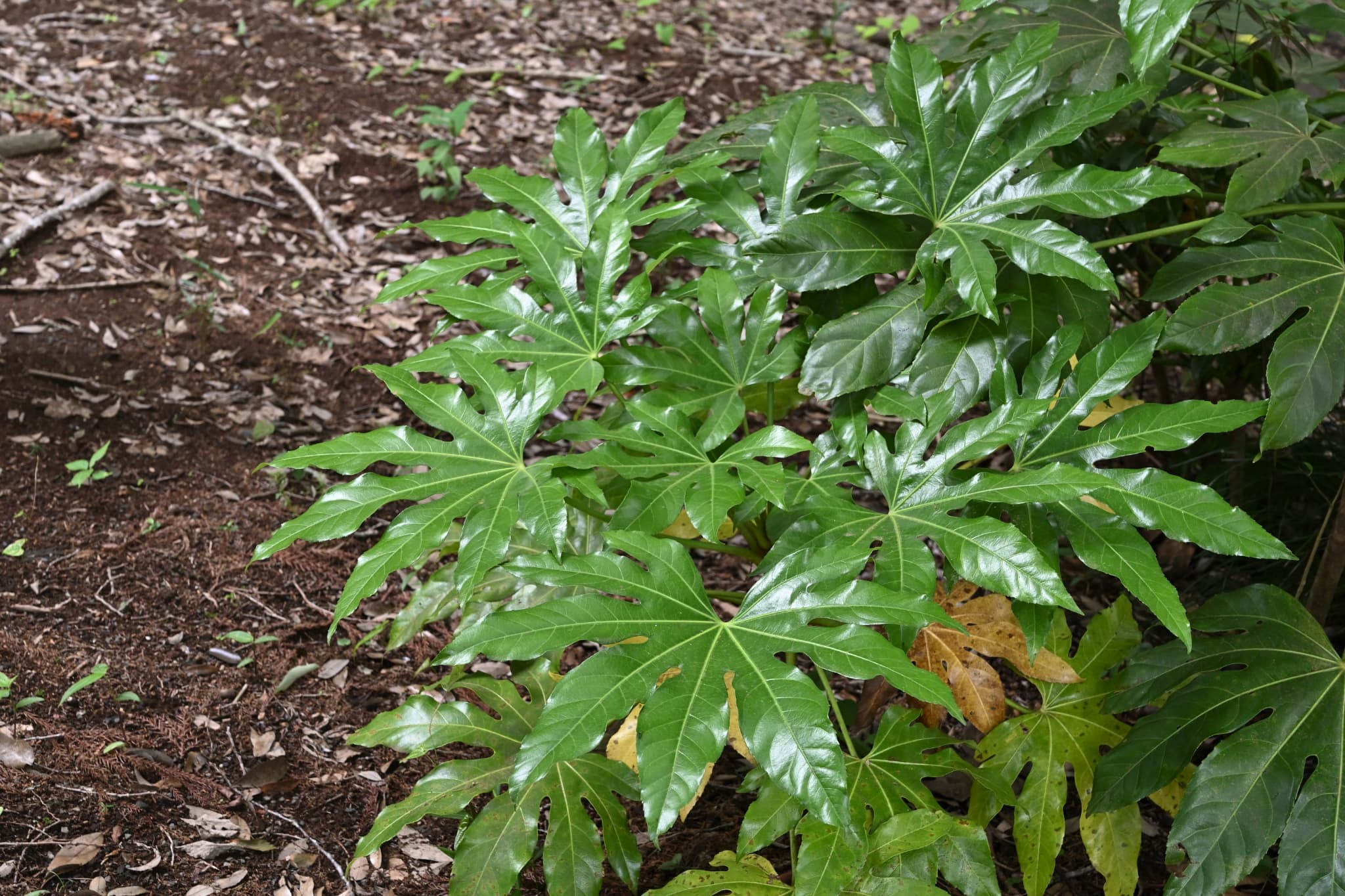Japanese-Aralia