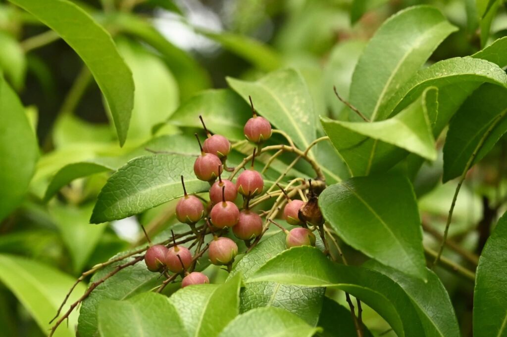 Japanese-Andromeda-Pieris-japonica