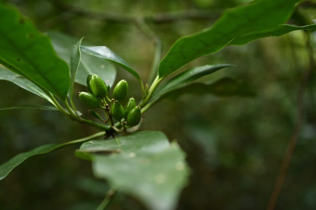 Japanese-Aucuba-Aucuba-japonica
