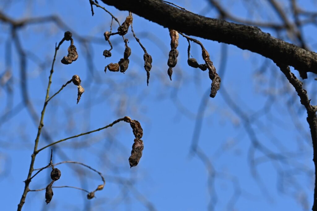 Japanese-Pagoda-Tree