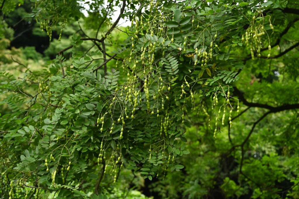 Japanese-Pagoda-Tree