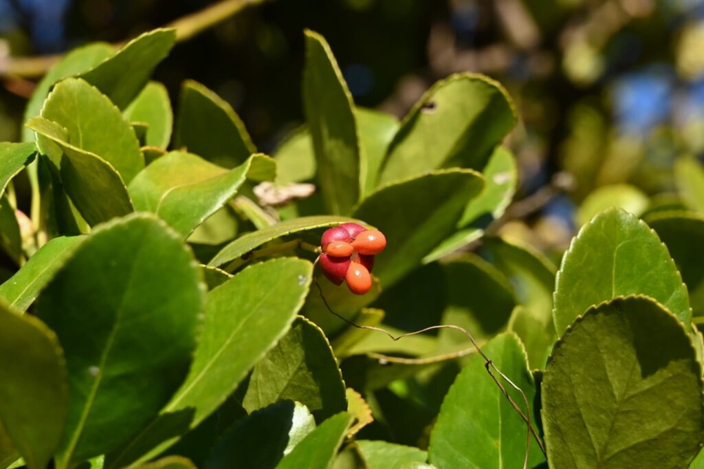 Japanese-Spindle-Euonymus-japonicus
