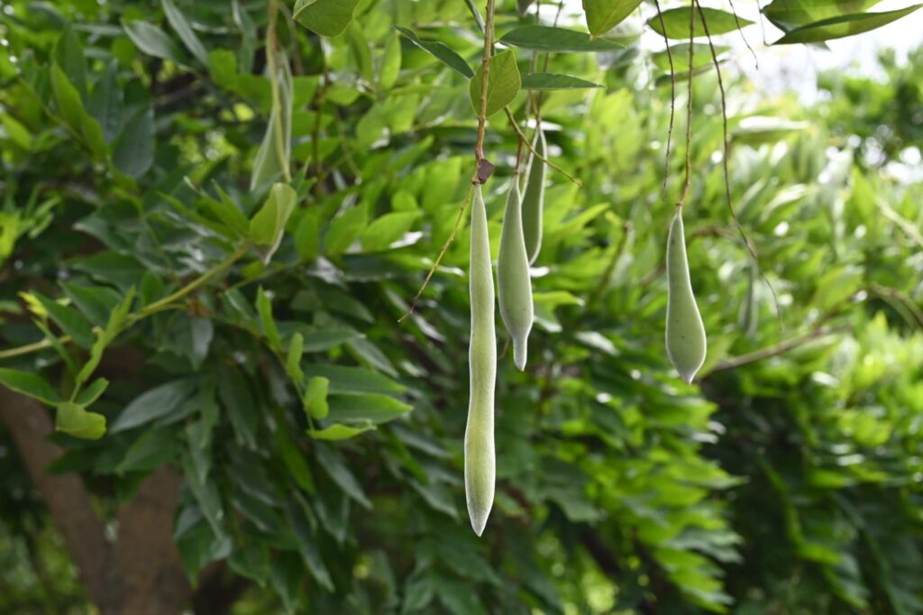 Japanese-Wisteria-Wisteria-floribunda