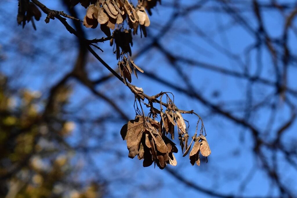 Trident-Maple-Acer-buergerianum