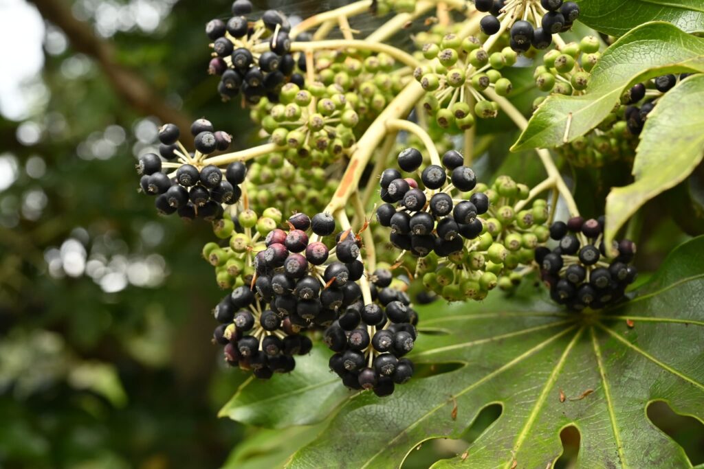 Japanese-Aralia-Fatsia-japonica