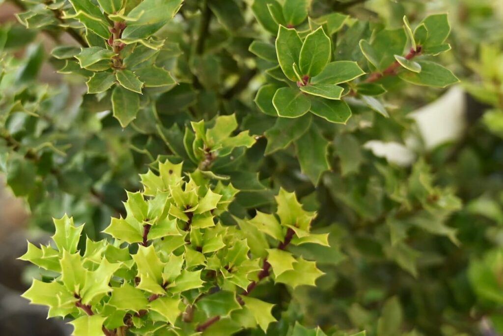 False-Holly-Osmanthus-heterophyllus