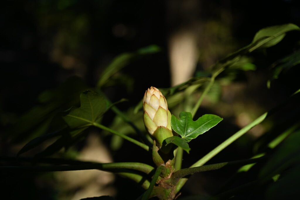 Japanese-Aralia-Fatsia-japonica