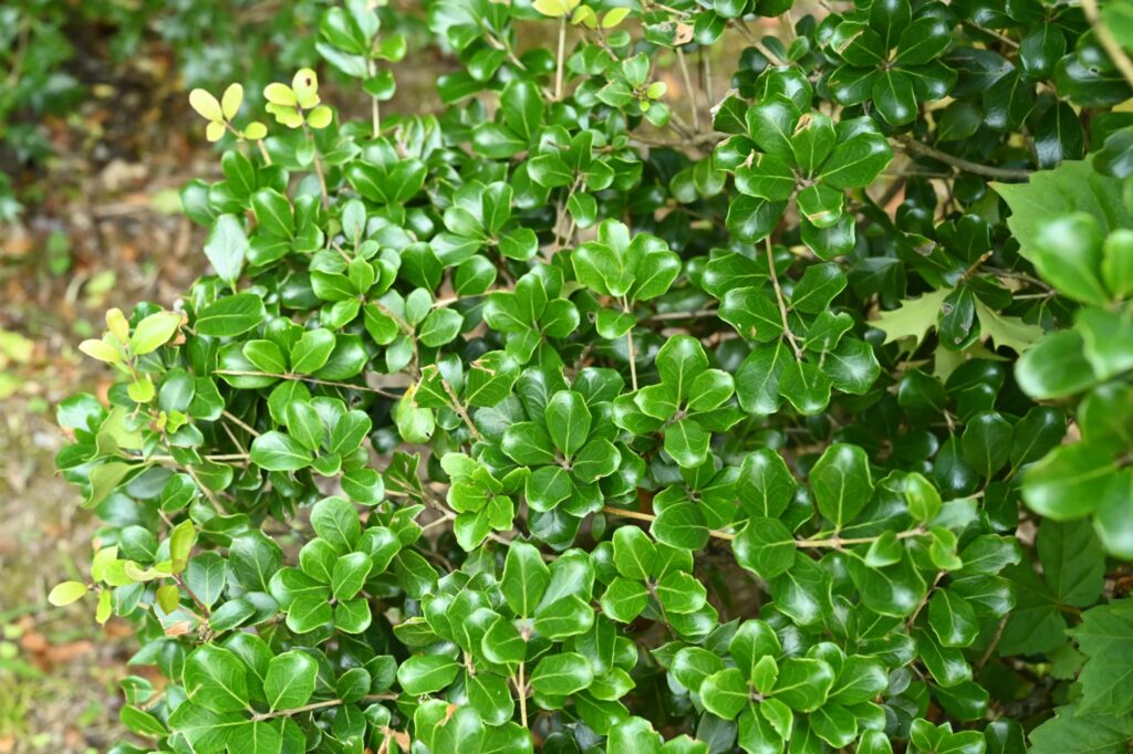 False-Holly-Osmanthus-heterophyllus