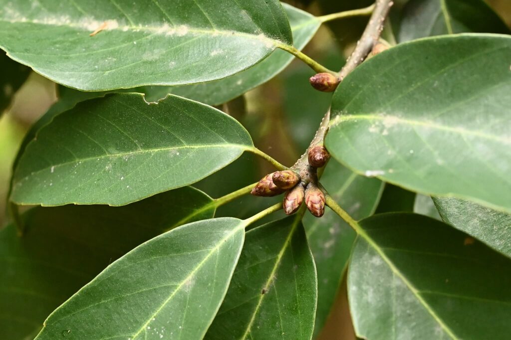 Japanese-Blue-Oak-Quercus-glauca