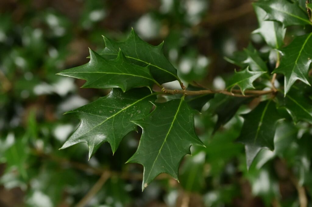 False-Holly-Osmanthus-heterophyllus