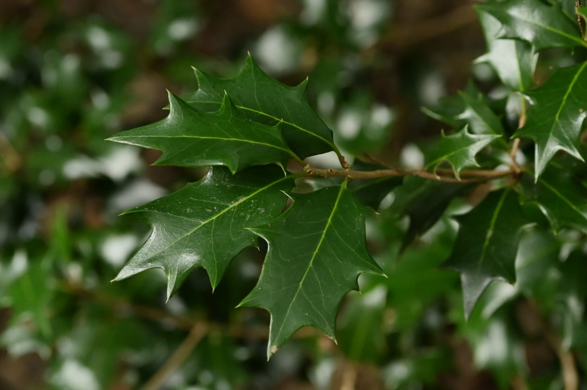 False-Holly
