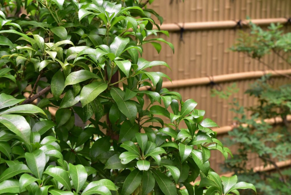 Japanese-Andromeda-Pieris-japonica
