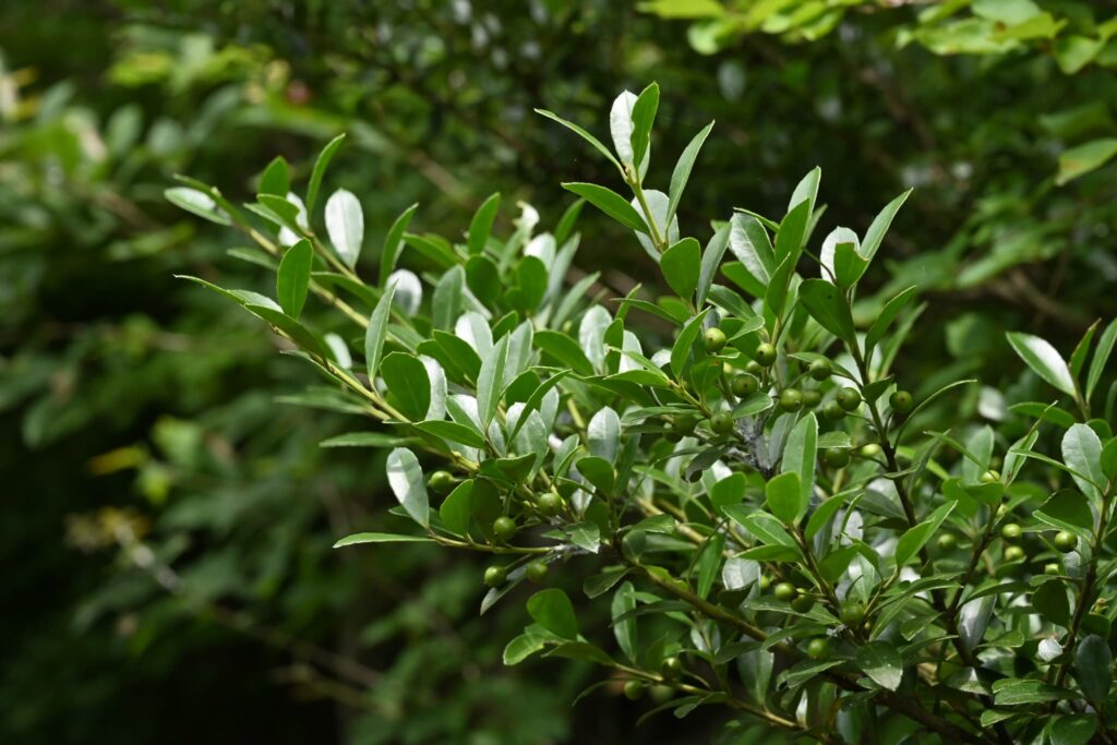 Japanese-Holly-Ilex-crenata