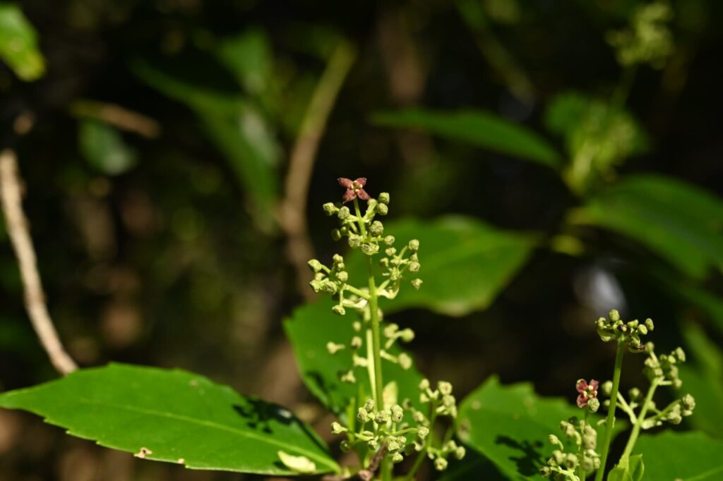 Japanese-Aucuba-Aucuba-japonica