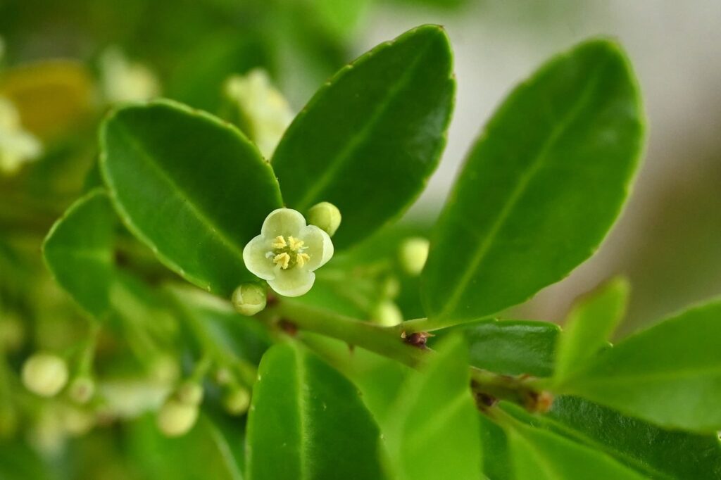 Japanese-Holly-Ilex-crenata
