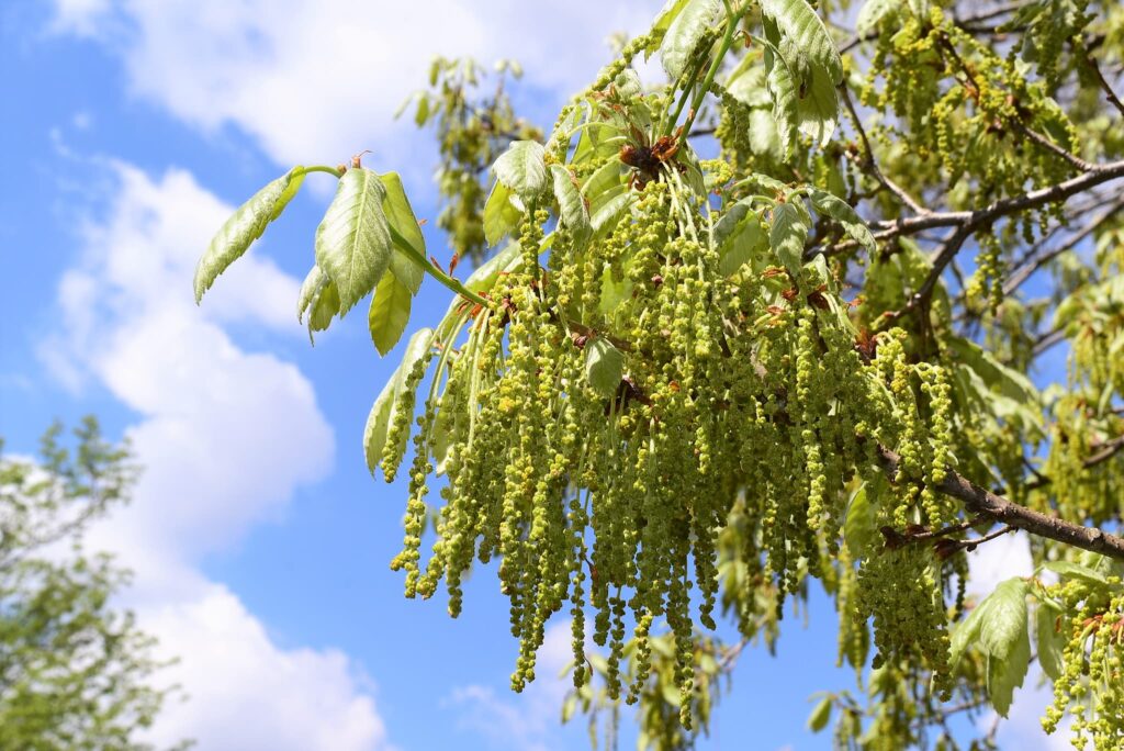 Konara Oak (Quercus serrata)