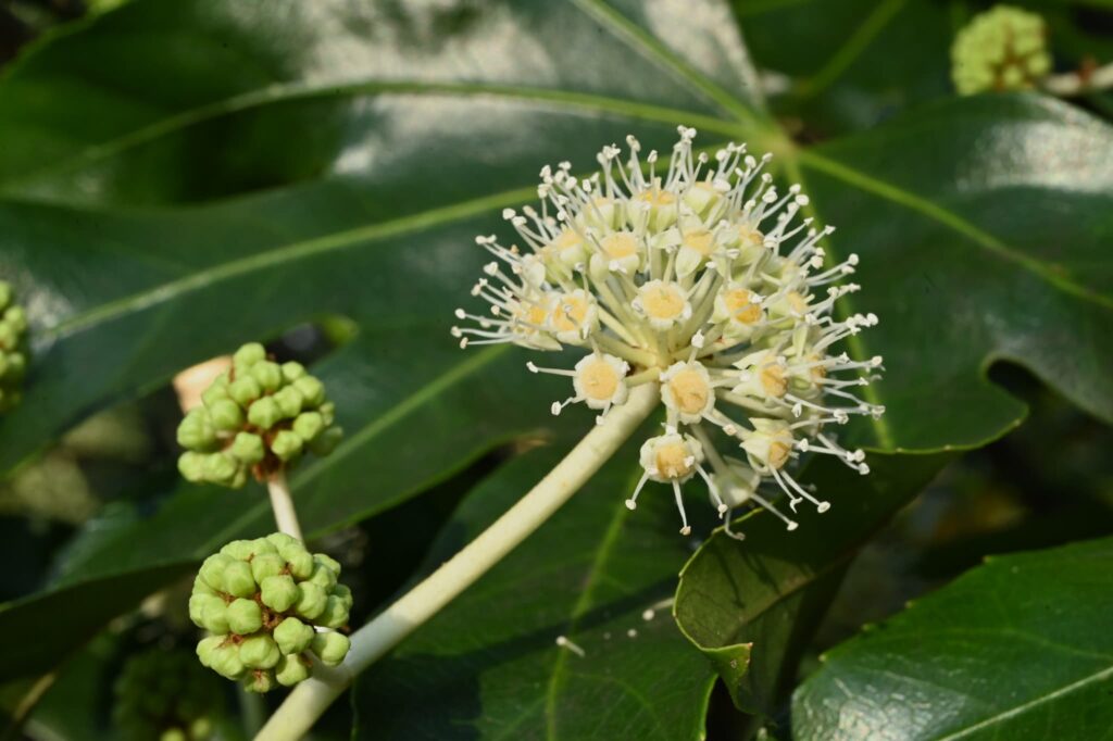 Japanese-Aralia-Fatsia-japonica