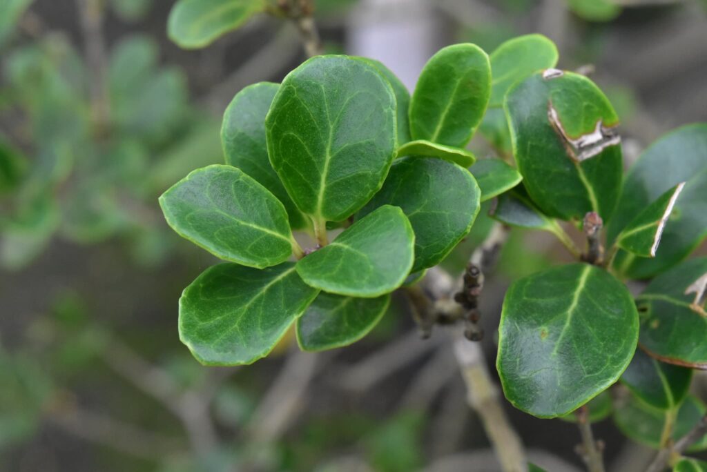 False-Holly-Osmanthus-heterophyllus