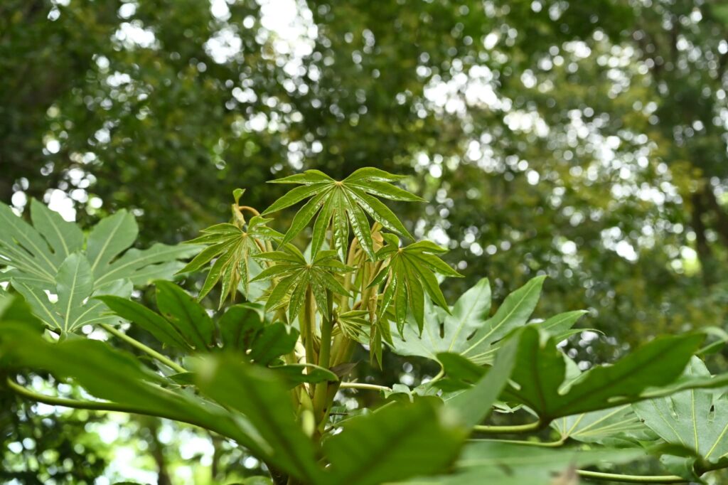 Japanese-Aralia-Fatsia-japonica