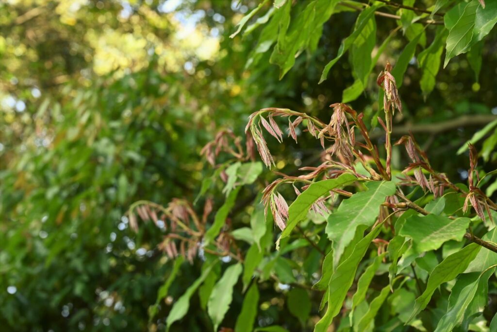 Japanese-Blue-Oak-Quercus-glauca