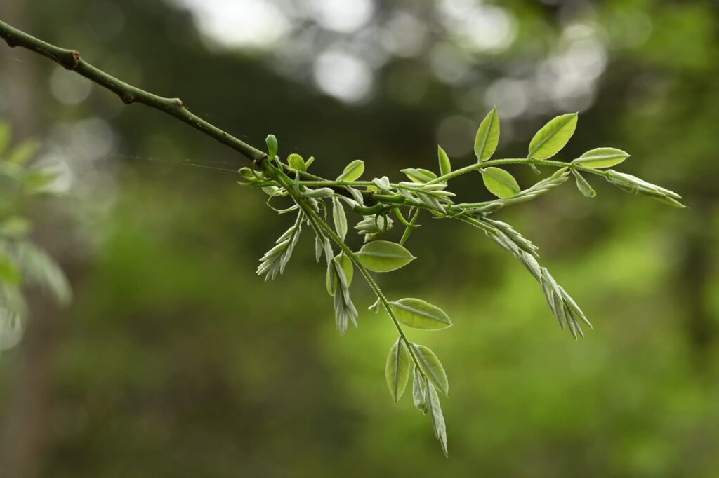 Japanese-Pagoda-Tree