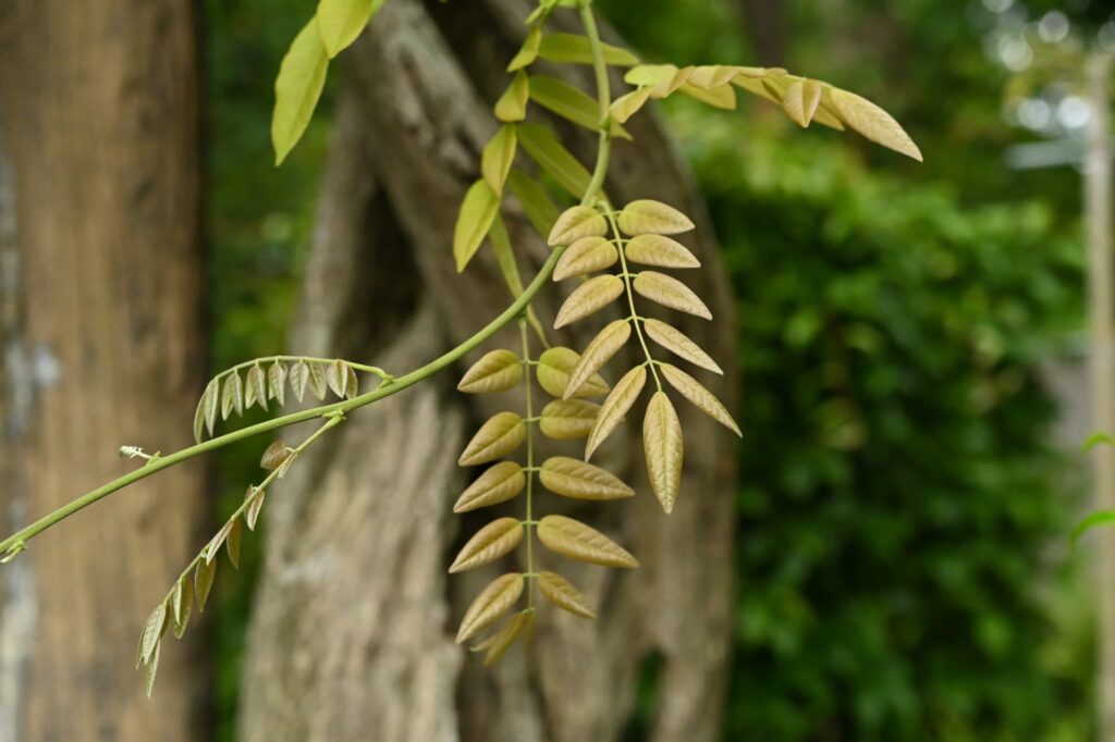 Japanese-Wisteria-Wisteria-floribunda