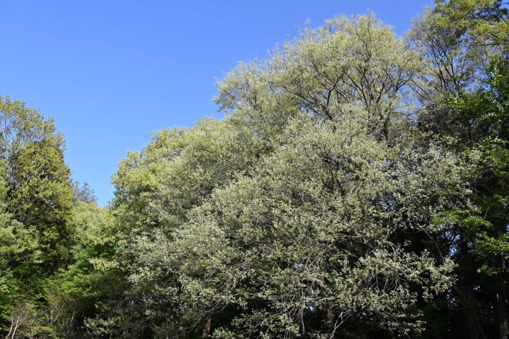 Konara Oak (Quercus serrata)