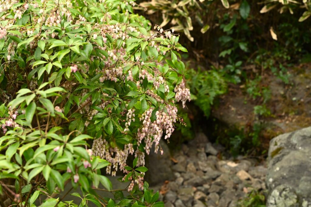 Japanese-Andromeda-Pieris-japonica