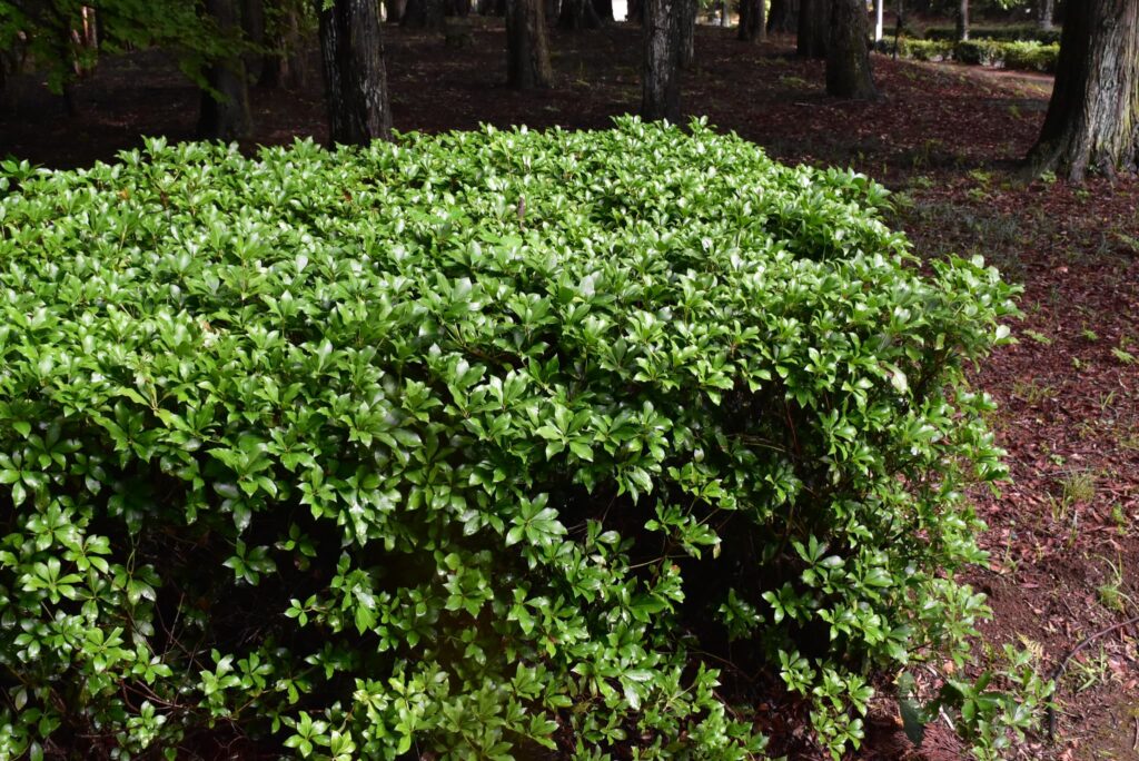 Japanese-Andromeda-Pieris-japonica